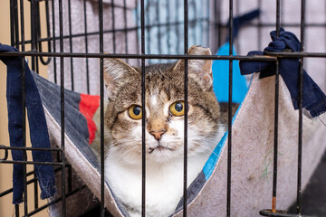 A Curious Little Cat Nestled in a Cozy Cage Hammock, Happy and Relaxed