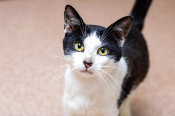 Charming Black and White Cat with Striking Green Eyes