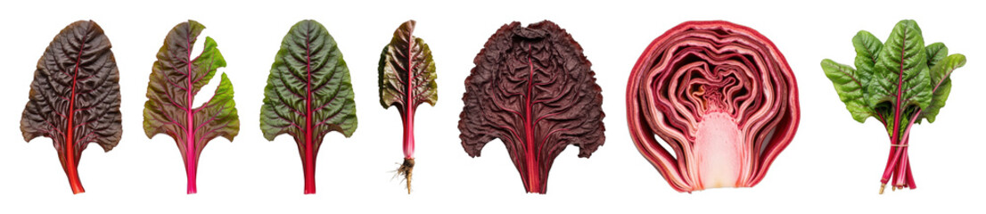 Obraz premium Swiss chard set including red leaves, green leaves, roots, cross-section, and tied bunch isolated. Fresh vegetable food collection.
