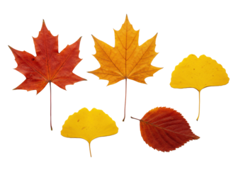 Five perfectly preserved autumn leaves: red maple, orange oak, yellow birch, ginkgo, sycamore, with intricate veins on a transparent background with soft studio light, flat lay concept of natural