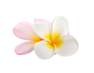 Plumeria Flower: Close-Up of Delicate Pink and White Blooms