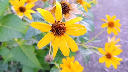 yellow flowers on a green background