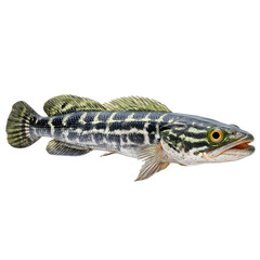 Fototapeta premium 1 snakehead fish isolated on transparent background