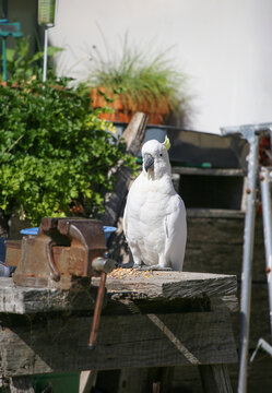 Wild big white parrot is sitting in backyard. Sulphur crested cockatoo Australia