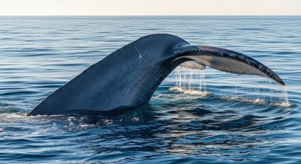 Fototapeta premium Blue Whale Tail Diving into the Ocean with Water Dripping