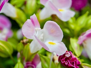 Fototapeta premium macro view of delicate pink and white wishbone flowers, with a yellow splash, surrounded by green foliage.