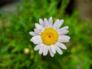 close-up, top-down view of a single white and pink painted daisy, with a bright yellow center.