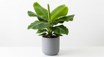 Fototapeta premium Vibrant green Musa banana plant with broad leaves in a modern grey pot on a clean white background stylish indoor decor