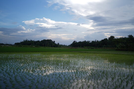 landscape with pady fild and clouds,indian pady fild image