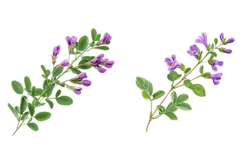 Fototapeta premium Twig of Purple Lucerne (Medicago) Flowers with Green Leaves Isolated on White Background. Medicago Purple Flower Twig with Green Foliage Cutout PNG.