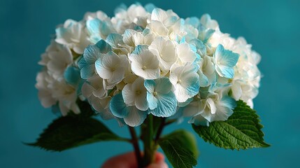 Hand holding bouquet of soft white hydrangea against light blue background, gift for educators