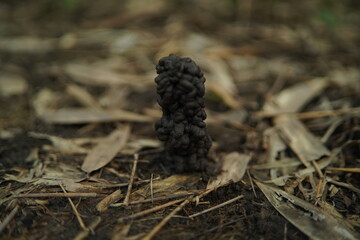 Soil texture baground image