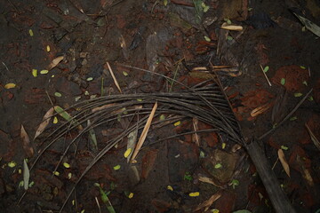 green moss on the ground,Soil texture baground image