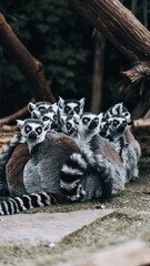 Ring-tailed lemur in a warm clump, orange eyes and striped tails, intimate moment of social behavior in a troop, natural light, wildlife, Madagascar mood, fur detail, emotions of care and safety.