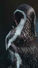 Humboldt penguin in elegant neck curve, detail of feather structure, dark background and dramatic light, minimalist wildlife aesthetic, portrait.