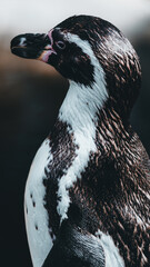 Humboldt penguin in profile, contrast of black and white feathers, water drops and plastic texture, clean bokeh, sea bird, portrait of nature.