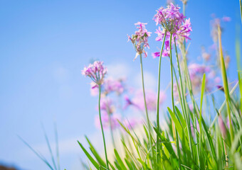Fototapeta premium purple flowers in the grass