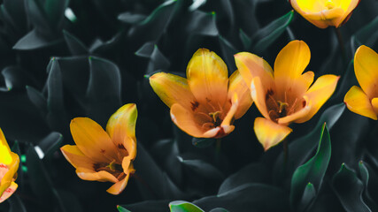 Orange tulips with a dark center, silky petals, contrast with the green of the leaves, poetic garden detail, macro aesthetics, soft bokeh.