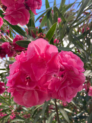 Blooming oleander(Oleander Nerium) with beautiful pink flowers background close up.Selective focus.
