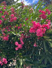 Blooming oleander(Oleander Nerium) with beautiful pink flowers in Tenerife,Canary Islands,Spain.
Selective focus. 