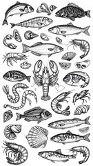 Seafood illustrations, vintage style