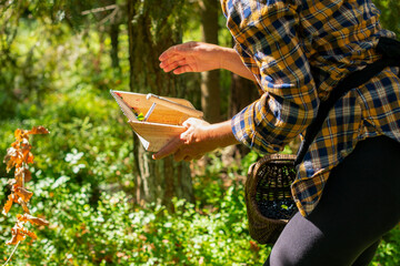 Country girl in the pine forest holding blueberry picking tool