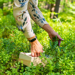 Woman hand with berry comb harvesting naturally growing bilberries