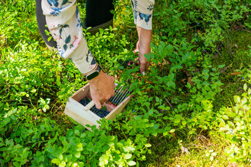 A berry picker collecting wild blueberries from forest shrubs