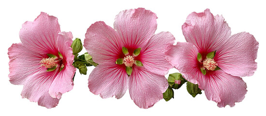 Three pink hollyhock flowers isolated on transparent background in a studio shot