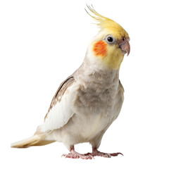 Obraz premium Png of cute cockatiel with yellow crest and orange cheek is standing and looking at the camera isolated on transparent background