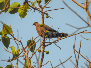 Red-eyed Dove in Bijilo Forest Park