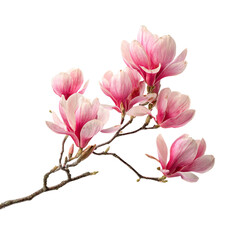 Fototapeta premium Beautiful magnolia branch with pink flowers isolated on transparent background