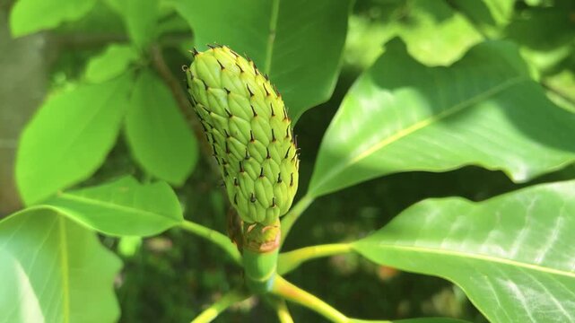 A branch of magnolia with large green leaves and a green magnolia cone fruit that forms after flowering and contains seeds inside.