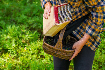 Woman with berry comb collecting forest berries into a handy wicker basket