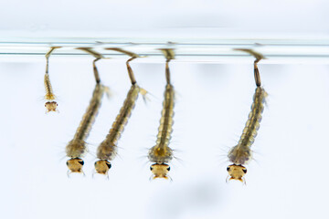 Naklejka premium Mosquito larvae hanging from water surface, showcasing their segmented bodies and bristles. image captures their aquatic environment
