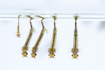 Mosquito larvae floating in clear water, showcasing their segmented bodies and breathing tubes. image highlights their aquatic habitat