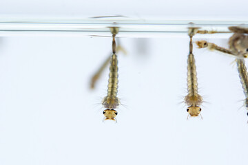 Naklejka premium Mosquito larvae hanging upside down in water, showcasing their segmented bodies and breathing tubes
