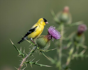 Obraz premium American goldfinch perched on a thistle plant bird