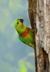 blue and green macaw