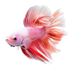 Fototapeta premium Beautiful pink and white betta fish isolated on transparent background