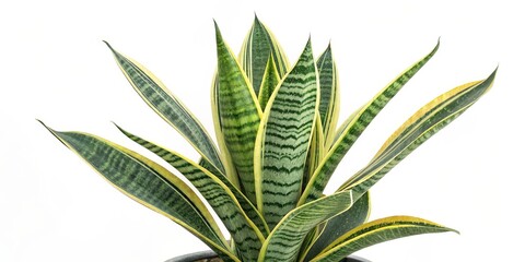 Fototapeta premium Snake Plant High Angle Close-up Studio Shot, Green and Yellow Leaves, Indoor Plant, Sansevieria trifasciata Snake Plant, Houseplant, Indoor Plants