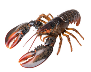 A single lobster isolated on transparent background