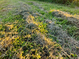 a lawn or grassy area that has recently been mowed. clumps of clippings and vegetation remain on the surface. landscaping background with copy space