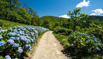 A scenic dirt path winds through a vibrant display of hydrangea blooms, nestled amidst lush green foliage and a backdrop of rolling hills under a clear blue sky.