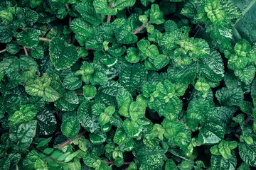 Background of tropical green leaves. Abstract nature background. Tropical nature concept.