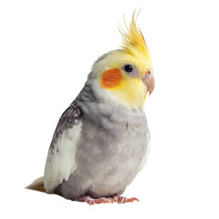 Png of full body shot of a cute cockatiel with yellow crest and orange cheek patch isolated on transparent background, looking to the side in studio