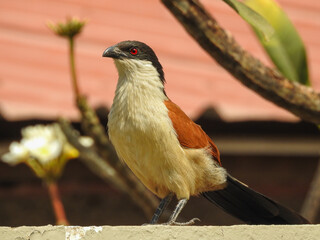 Beautiful Senegal Coucal