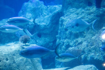 An Aquarium Journey: Mediterranean and Caribbean Fish in One Natural Display