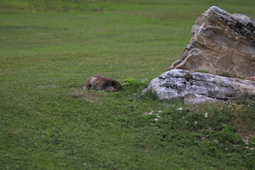 marmots in the fields