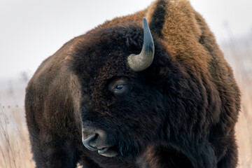 American Bison close-up